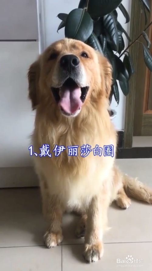 狗狗眼睛进异物该怎么办？