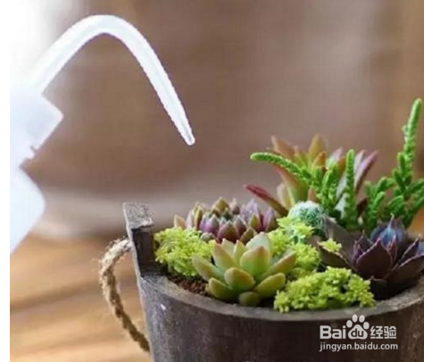 多肉植物养殖技巧