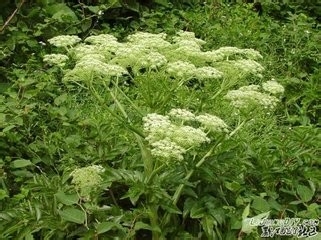 妇女百病用当归