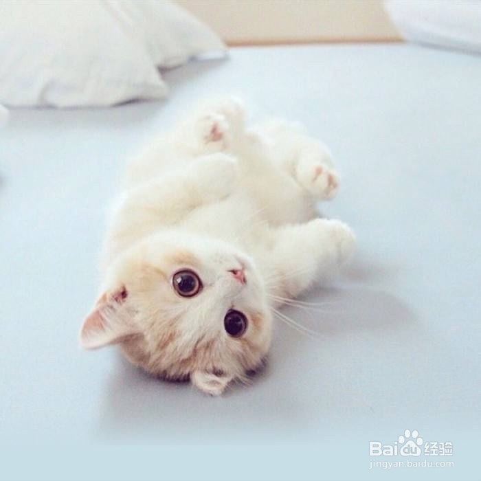 百吃不厌的西兰花虾仁豆腐蒸蛋