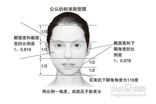 眉毛比例分解图图片