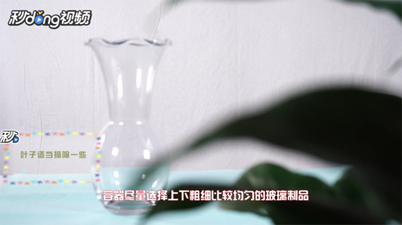 如何才能养好富贵竹