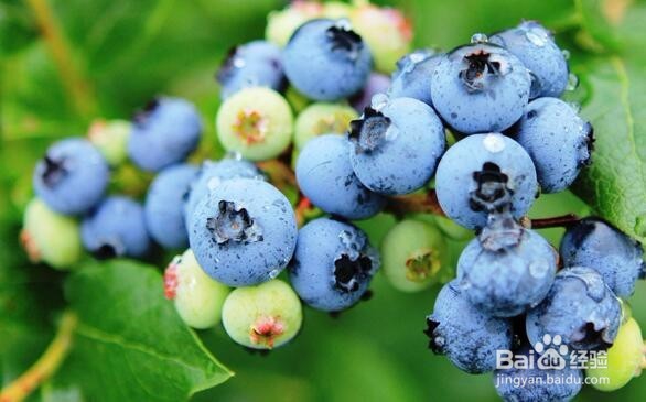 蓝莓中所含花青素的功效与作用