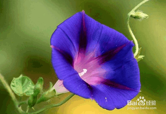 怎么描写牵牛花的外形