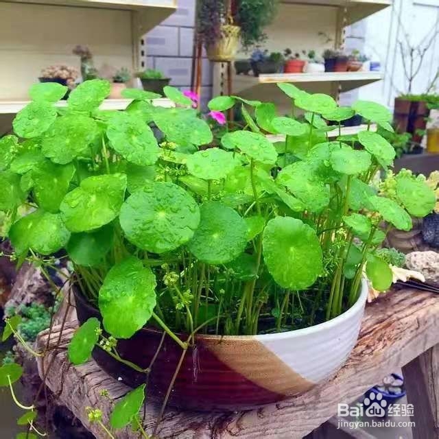 办公桌上放盆它，减轻工作压力，提高工作效率