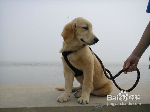 金毛犬的训练