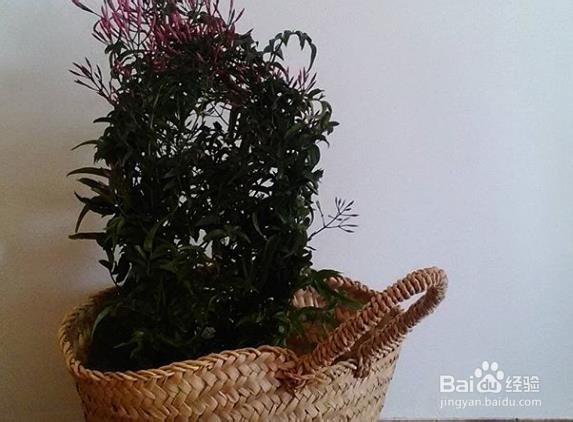 茉莉花仔怎么种
