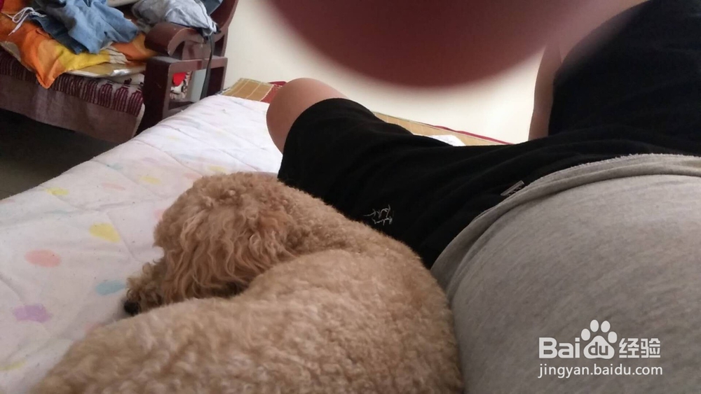 如何为家里的宠物狗洗澡