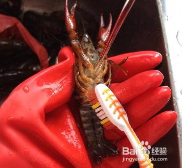 香辣啤酒小龙虾