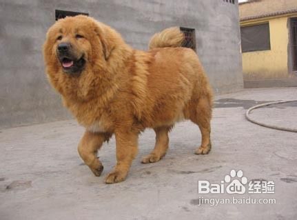 怎样饲养藏獒