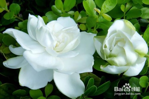 栀子花叶子发黄怎么办