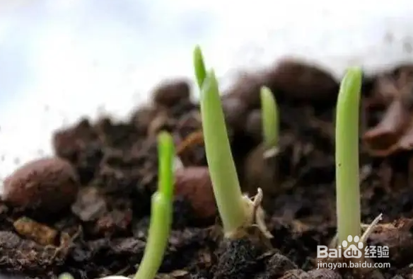 发芽大蒜怎么种植方法