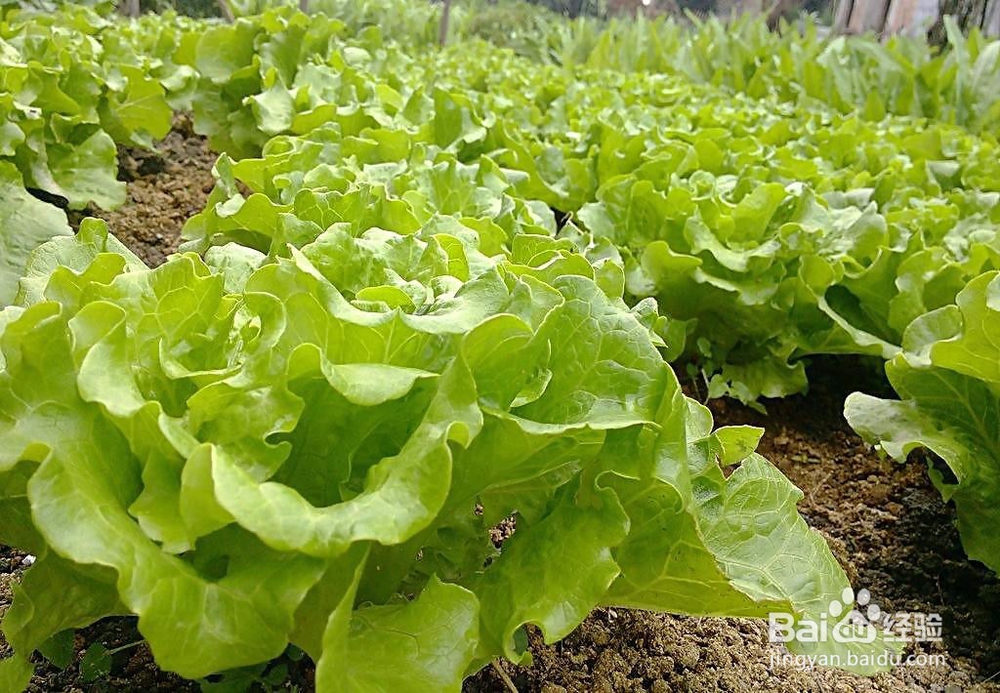 如何购买新鲜健康的蔬菜？