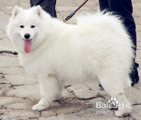 这里介绍几种让萨摩耶多吃狗粮的方法