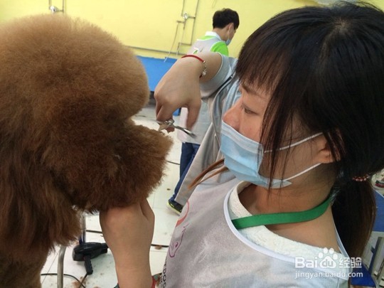 宠物美容师好就业吗