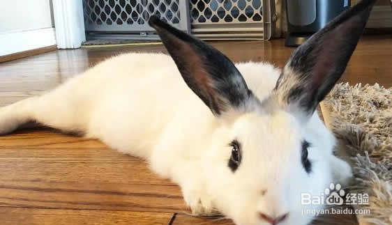 兔子刚买回来要注意什么