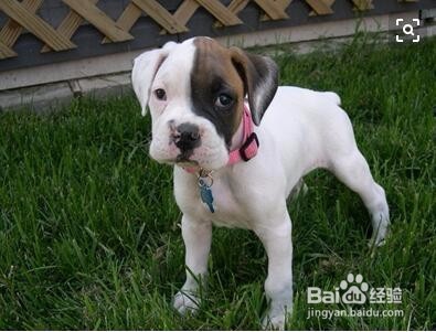 路上遇到狗狗该怎样保护自己