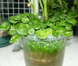 铜钱草怎么半水半土养