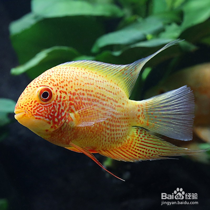 观赏鱼的种类有哪些