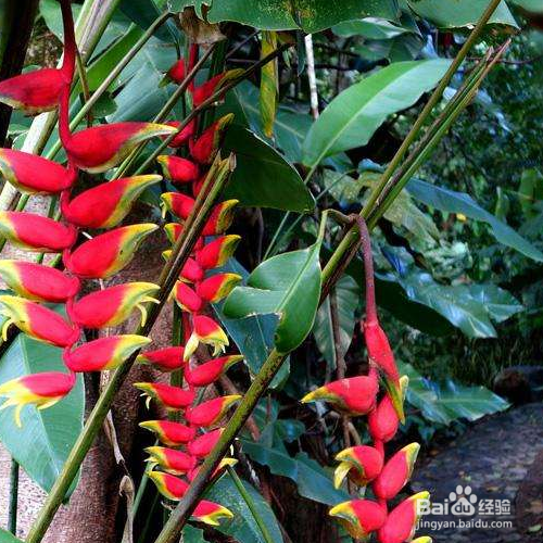 怎么养好串钱景天?