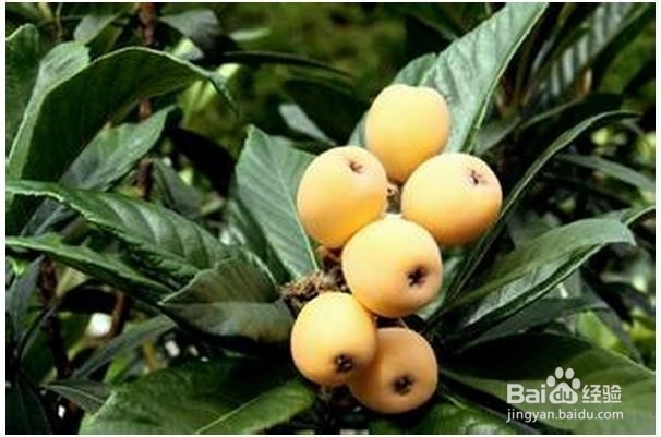 关于枇杷的挑选