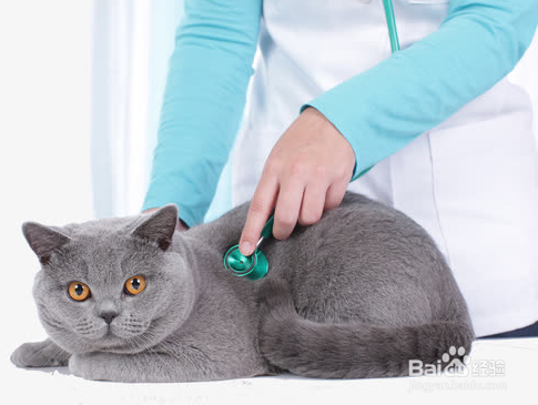 最全的新手养猫攻略