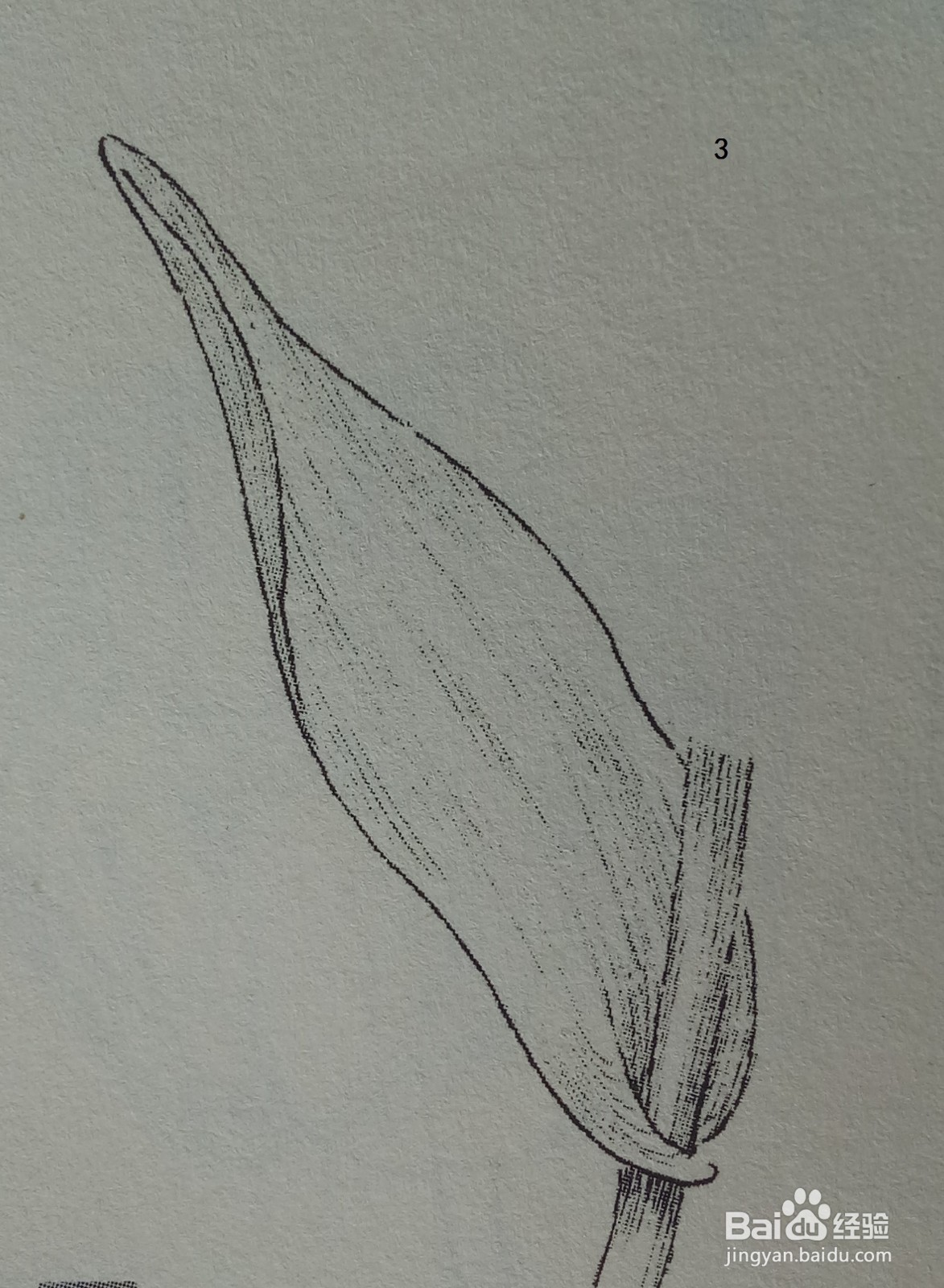 郁金香叶的基本画法（黑白花）