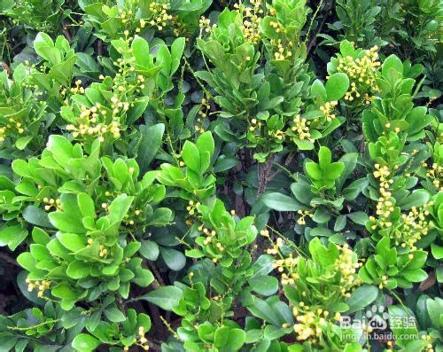 米兰花怎么剪枝