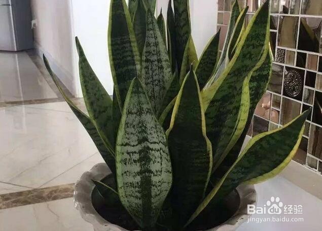 虎皮兰施什么肥好