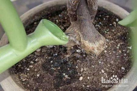 就这么做,让你家发财树叶绿枝粗,从此告别烂根!