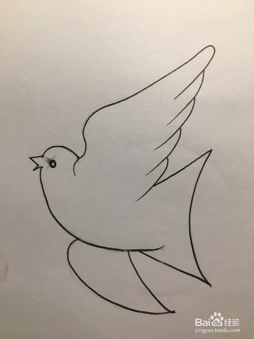 儿童美术 鸽子简笔画 鸽子涂鸦画