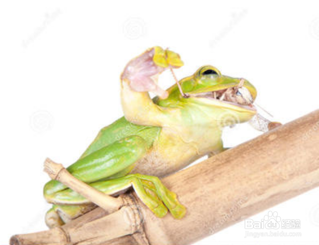 蝗虫的天敌是什么？