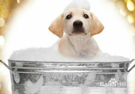 给狗狗洗澡澡啦,这有6个贴心小步骤哦!让狗狗再也不怕洗澡了!