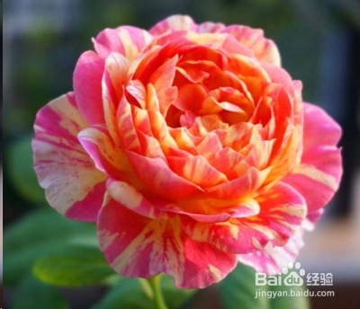 蓝妖：不可错过的经典灌木月季品种介绍