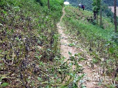 马铃薯晚疫病有哪些危害？防治用什么药？