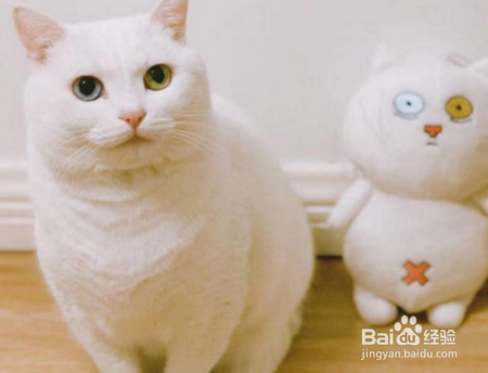 猫咪家庭体检指南!怎么检查你家猫咪的健康状况