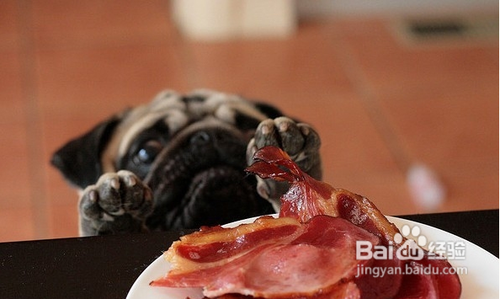 三个方法让狗狗有食欲