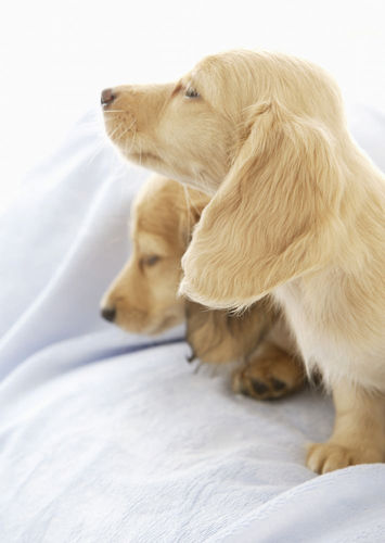 饲养金毛应该注意什么