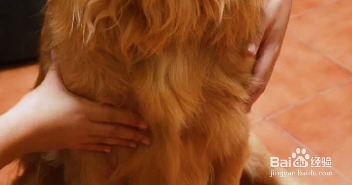 如何帮狗狗按摩