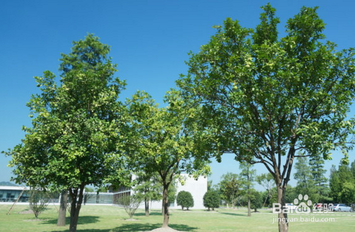 香泡树的养护方法