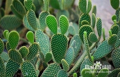 独特的几种“花”的花语