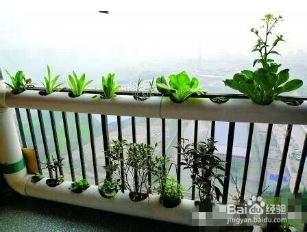 阳台就能种出有机蔬菜咯