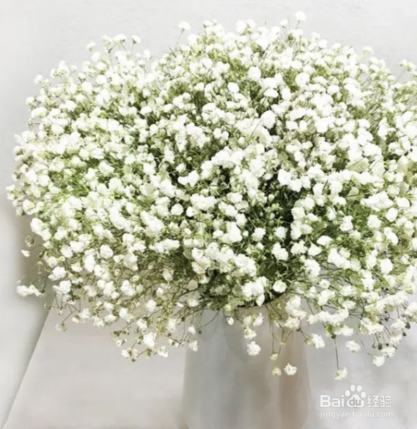 收到一大束满天星怎么保存