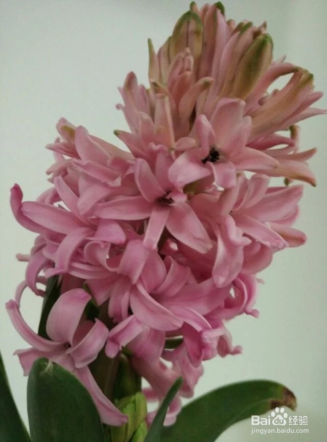 水培风信子——懒人也能让鲜花美美地盛开