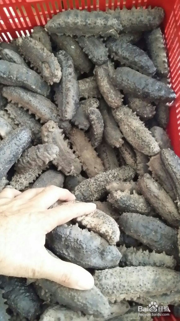 购买海参时，怎么区分干海参的好坏