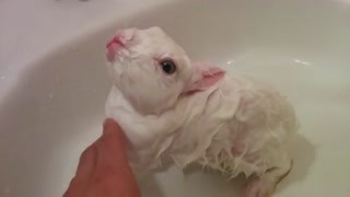 家养小兔子的方法