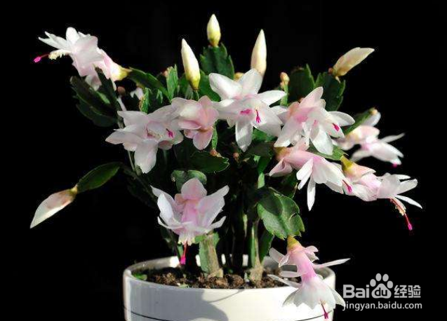 谢召兰花怎么养