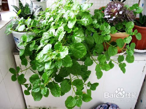 适合室内种植的植物