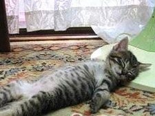 失眠睡不着该怎么办