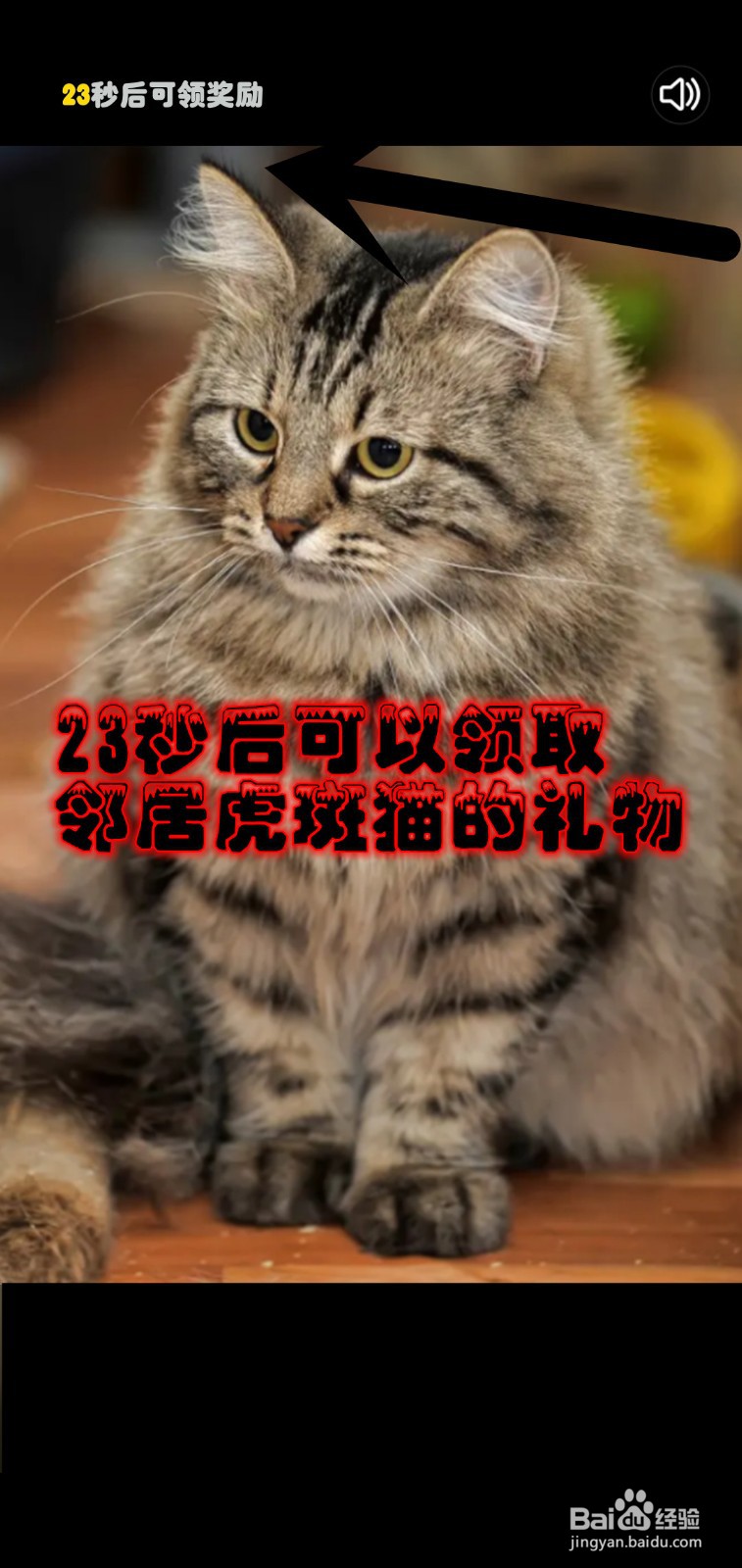 奶奶的小花圃游戏怎么领邻居虎斑猫礼物奖励